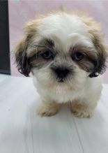 Adorable male and female Shih Tzu puppies ready for adoption