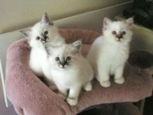 AFSHH Nini Birman Kittens Available