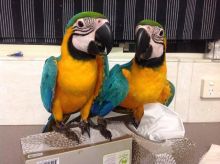 asdwegrg jelary Blue And Gold Macaw Parrots For Pet Lovers