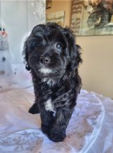 Cavapoo Puppies for adoption