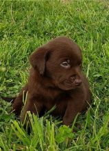 Cute Labrador Retriever Puppies Available