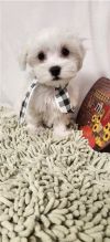 Cute loving and adorable male and female Maltese puppies ready for adoption