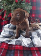 Cute male and female Labrador Retriever puppies ready for adoption