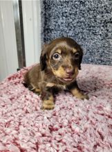 Dachshund Puppies available