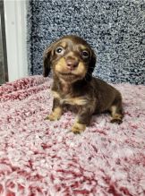 DACHSHUND PUPPIES AVAILABLE FOR ADOPTION