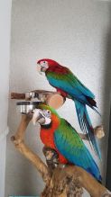 dwerer Ex tra super tame green winged macaw baby