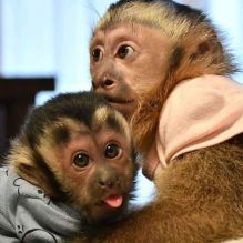 dwetr lari Tamed Capuchin Monkeys