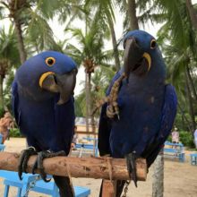 ergh fdg Hyacinth Macaw parrots ready to go to their new home.