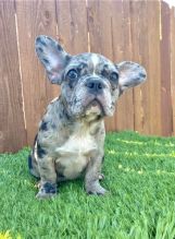 French Bulldog puppies for adoption