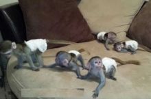 ftrtyt Two very healthy and pretty young babies Capuchin Monkeys