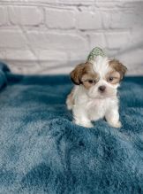 Genuine teacup Purebred Shih Tzu puppies available