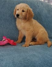 Golden Retriever puppies for adoption