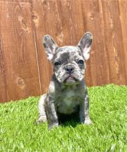 Gorgeous male and female French Bulldog puppies ready for adoption