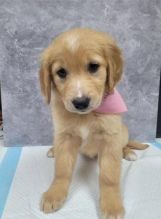 KC Reg Golden Retriever Puppies