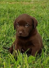 Labrador Retriever puppies ready for adoption