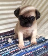 Lovely and adorable male and female Pug puppies ready for adoption