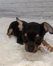 Lovely Chihuahua Puppies For Adoption