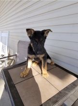Male and female German Shepherd puppies ready for adoption