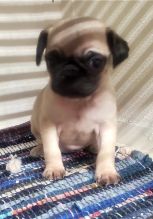 Male And Female Pug puppies For Adoption