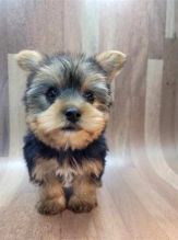 MALE AND FEMALE YORKSHIRE TERRIER PUPPIES AVAILABLE