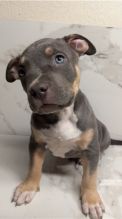 Pit Bull Puppies Ready For A New Home