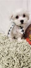 Pure White Maltese Puppies for New Homes