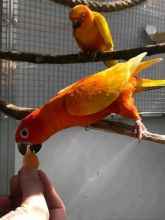 qr5yh omari will train Sun Conure Parrots