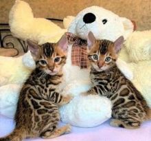 R4TGB male and female Bengal kittens are very friendly