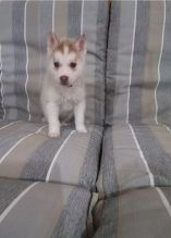 Siberian Husky puppies ready to go