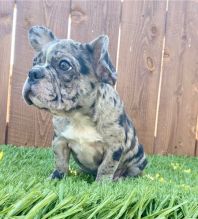 Two Lovely French Bulldog puppies available.