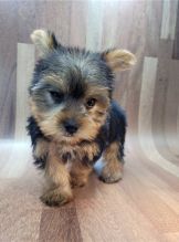 YORKSHIRE TERRIER PUPPIES READY FOR THEIR NEW HOME