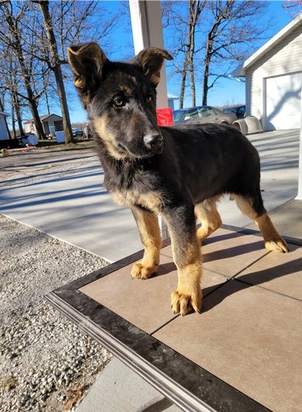 Adorable German Shepherd Puppies Image eClassifieds4u