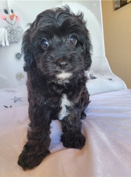 Adorable male and female Cavapoo puppies. Image eClassifieds4u