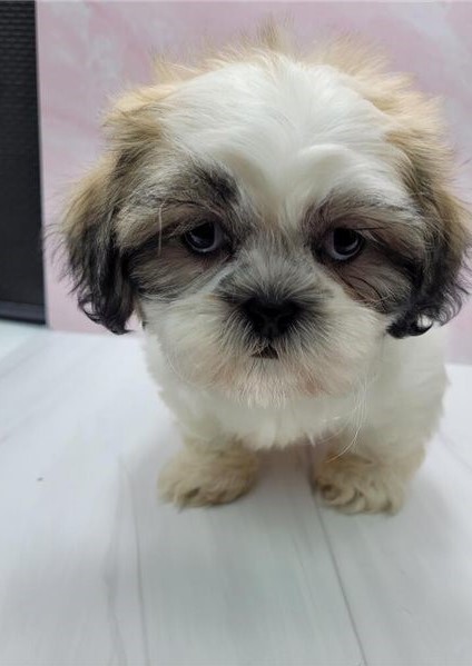Adorable male and female Shih Tzu puppies ready for adoption Image eClassifieds4u
