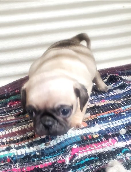 Adorable Pug puppies ready Image eClassifieds4u