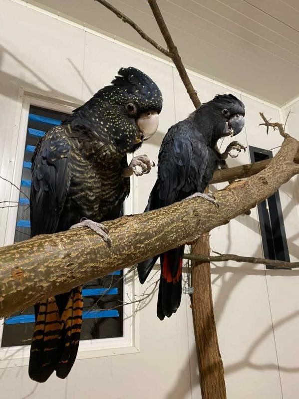 afrhtj nancy mimi Banksii atoo Image eClassifieds4u