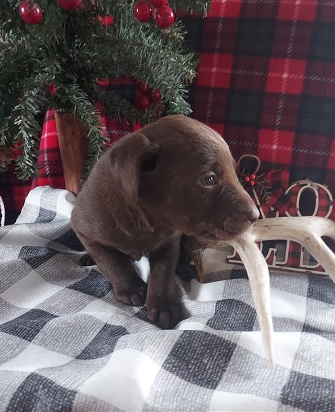 Beautiful Labrador Retriever Puppies available for re homing Image eClassifieds4u