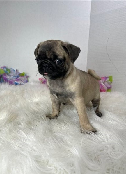 Beautiful Pug Puppies now ready to go Image eClassifieds4u