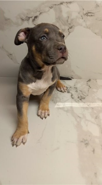 Blue nose American Pit bull terrier puppies available Image eClassifieds4u