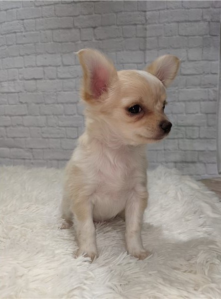 BREATHTAKING CHIHUAHUA PUPPIES Image eClassifieds4u