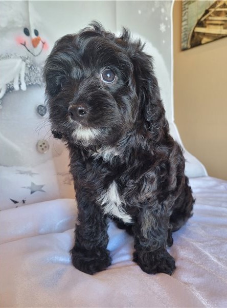 Cavapoo Puppies for adoption Image eClassifieds4u