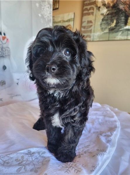 Cavapoo Puppies for adoption Image eClassifieds4u