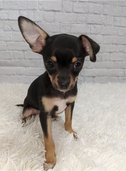 Chihuahua~ 1st and 2nd Shots Completed Image eClassifieds4u