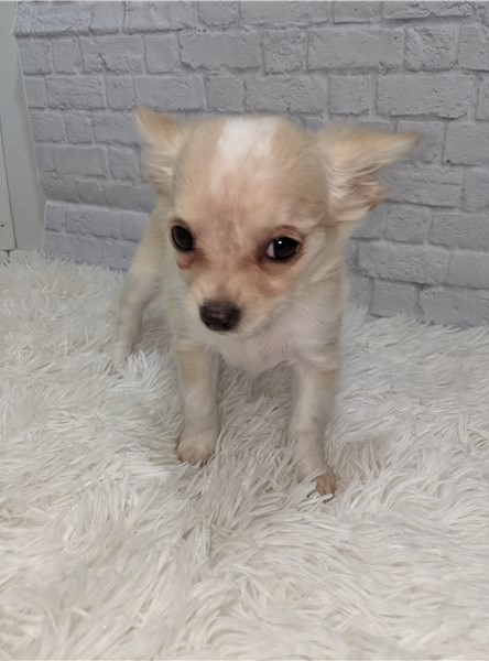 CKC Chihuahua Puppies Image eClassifieds4u