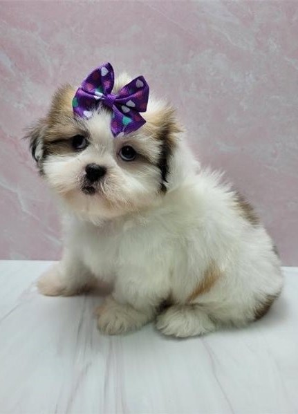 CKC Shih Tzu Puppies for adoption. Image eClassifieds4u