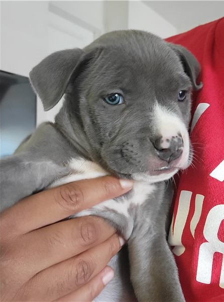 Cute Blue Nose Pit bull puppies available for adoption Image eClassifieds4u