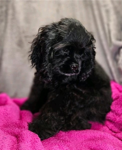 er Spaniel Puppies Available Image eClassifieds4u