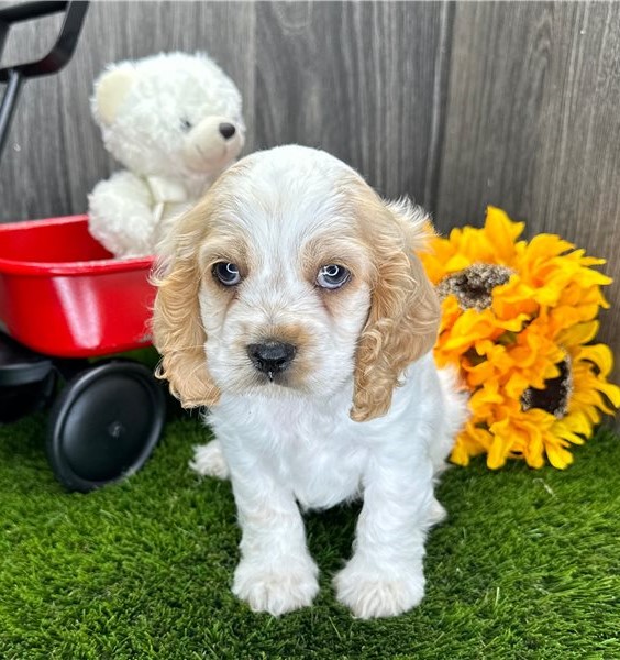 ER SPANIEL PUPPIES AVAILABLE FOR FREE ADOPTION Image eClassifieds4u