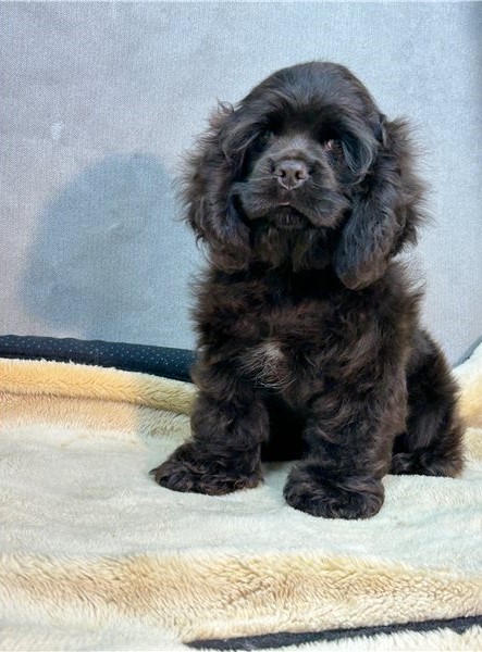 er Spaniel Puppies for Adoption Image eClassifieds4u