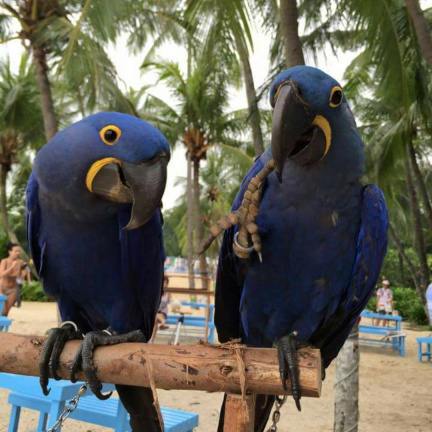 ergh fdg Hyacinth Macaw parrots ready to go to their new home. Image eClassifieds4u